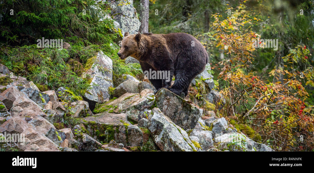 Bear on a rocks. Adult Big Brown Bear in the autumn forest.  Scientific name: Ursus arctos. Autumn season, natural habitat. Stock Photo