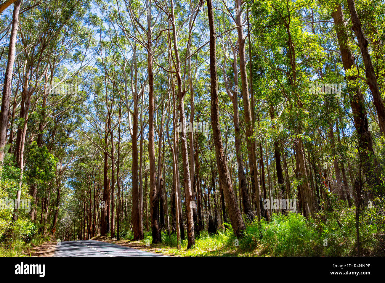 Australian Pine Trees High Resolution Stock Photography and Images Alamy