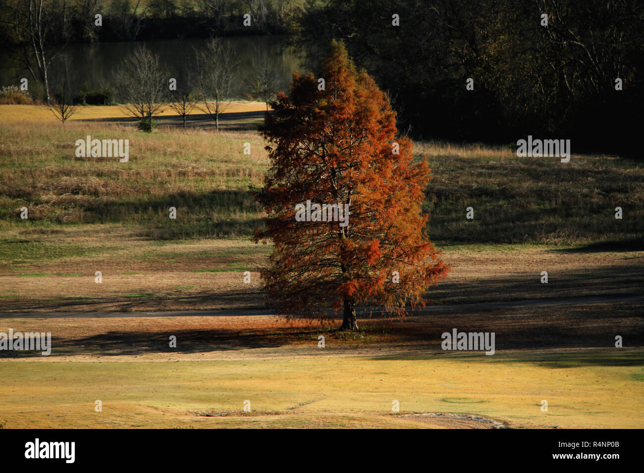 Solitary cedar tree in autumn Stock Photo