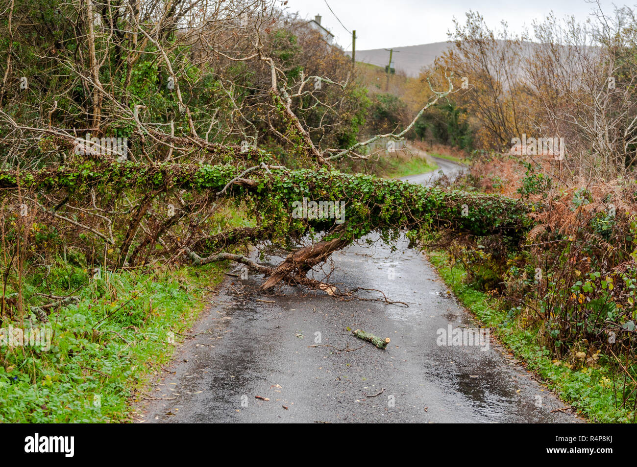 Durrus, West Cork, Ireland. 28th Nov, 2018. A fallen tree blocks the road just outside Durrus as Storm Diana continues to hit Ireland. Credit: Andy Gibson/Alamy Live News. Stock Photo