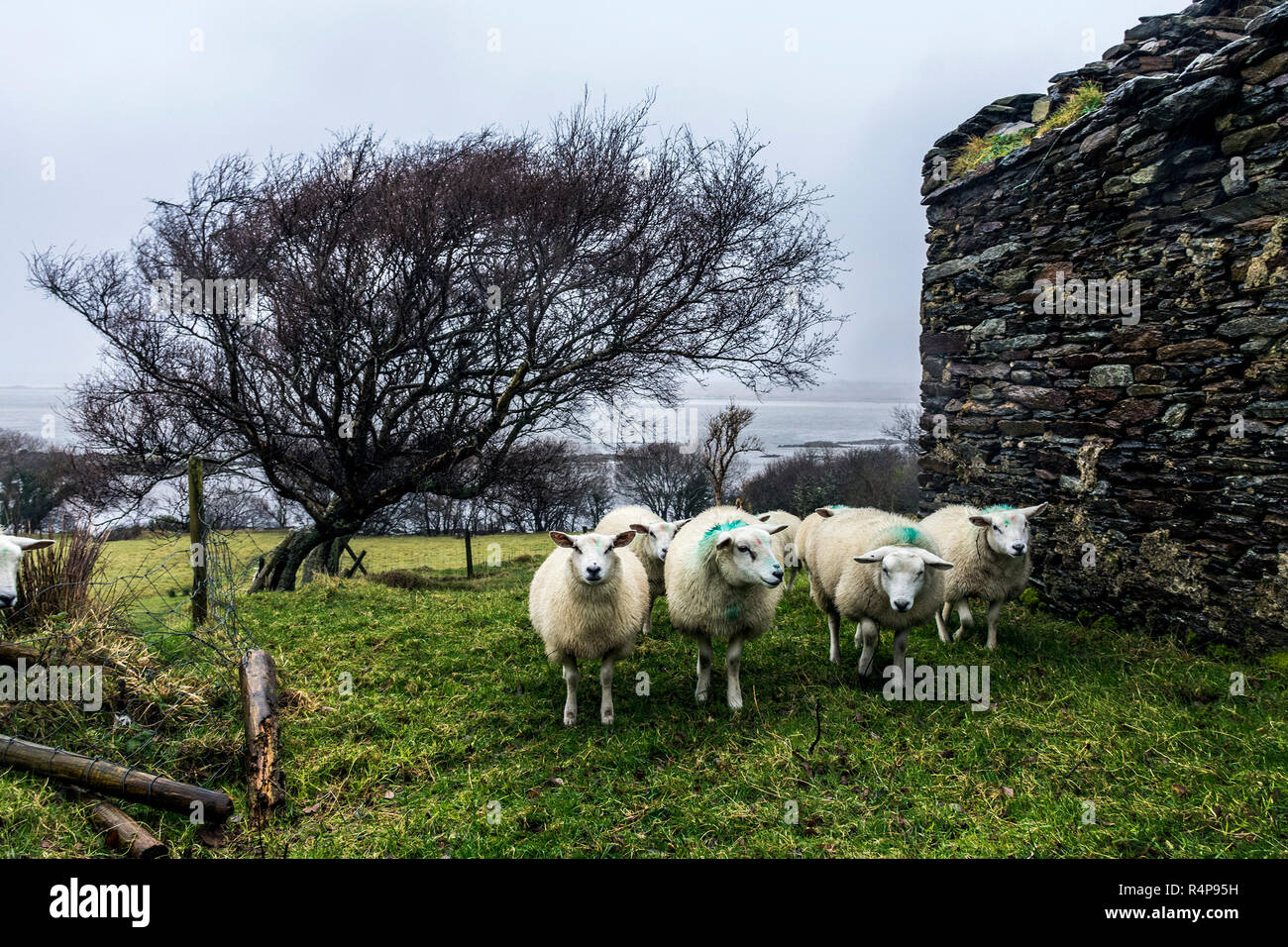 Ardara, County Donegal, Ireland 28th November 2018. Sheep seek the shelter of an old ruined cottage as driving rain and wind hits the north-west coast. Credit: Richard Wayman/Alamy Live News Stock Photo