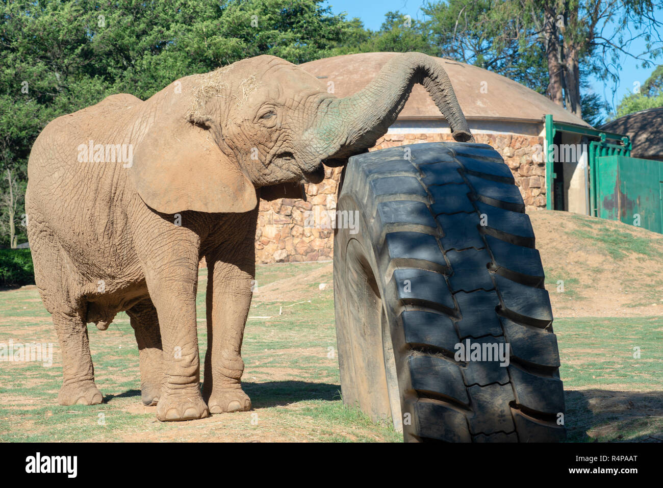 Johannesburg South Africa 28 November 2018 Lammie A Lone