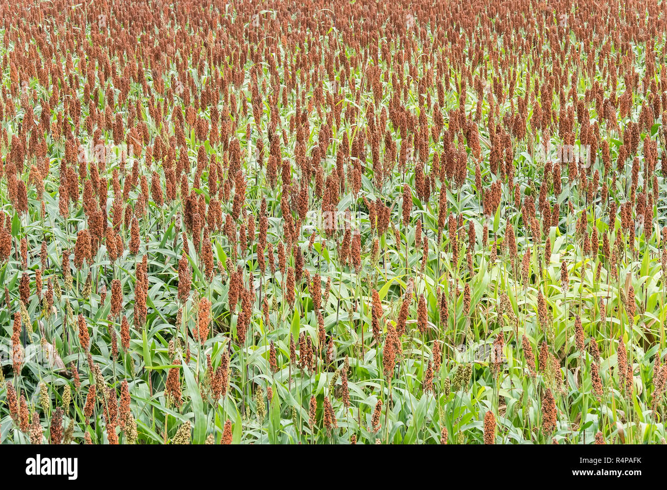 Sorghum flour bread hi-res stock photography and images - Alamy