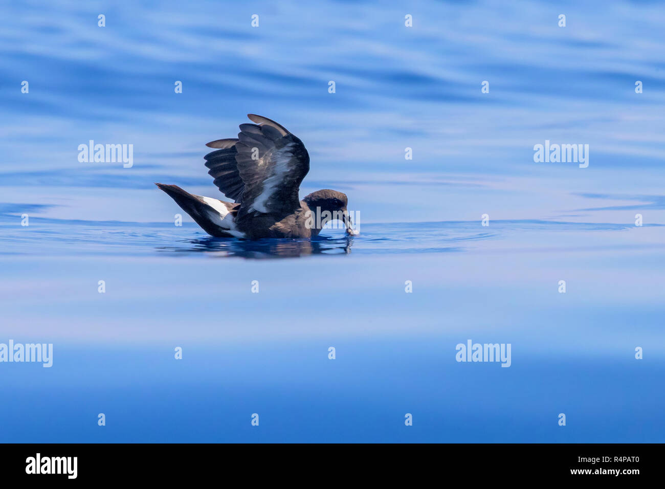 European Storm Petrel (Hydrobates pelagicus melitensis), individual in catching food on the water surface Stock Photo