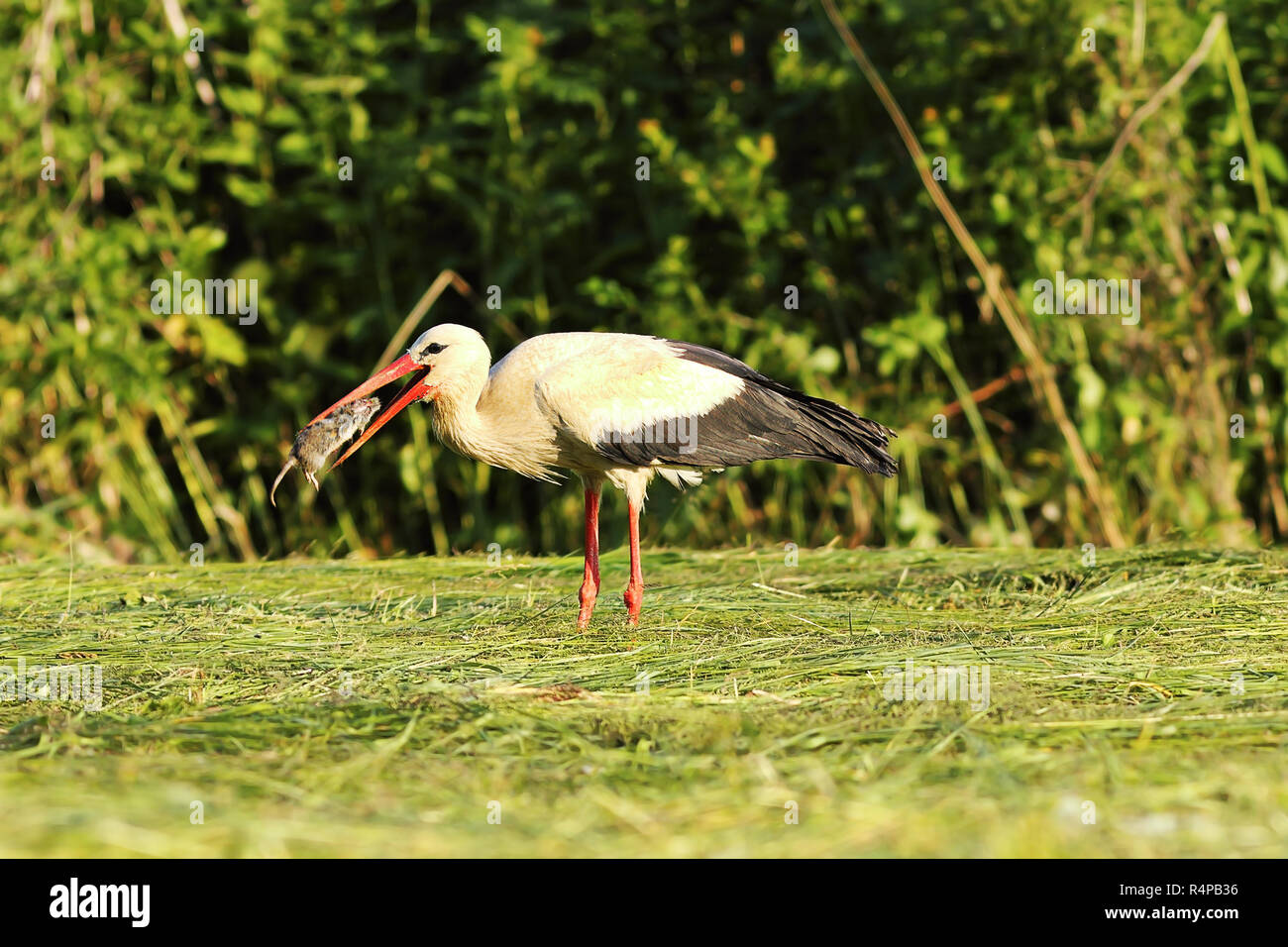 hungry white stork eating rat ( Ciconia ciconia ) Stock Photo