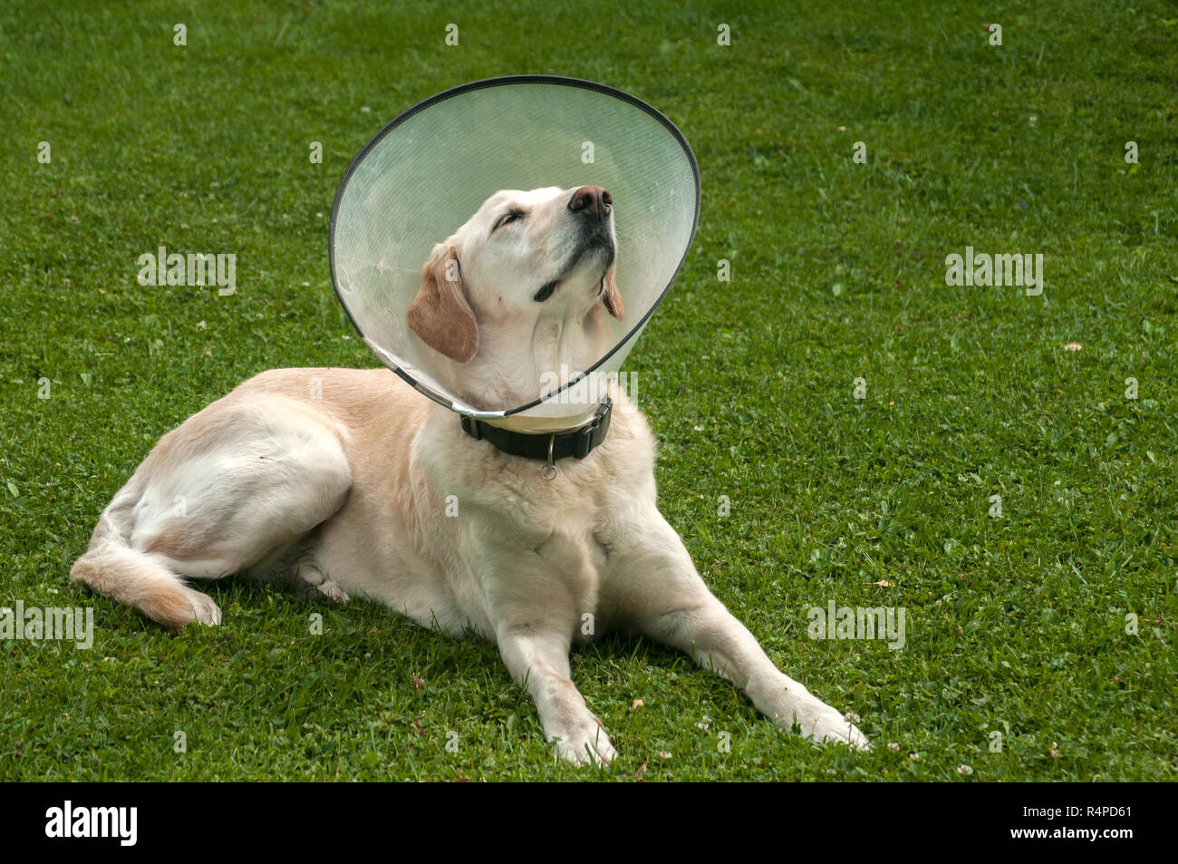 Dog funnel around neck sales
