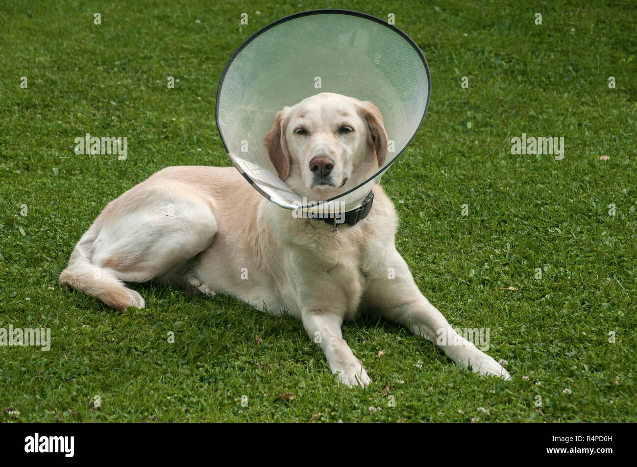 Female cream labrador dog wearing Elizabethan plastic cone medical