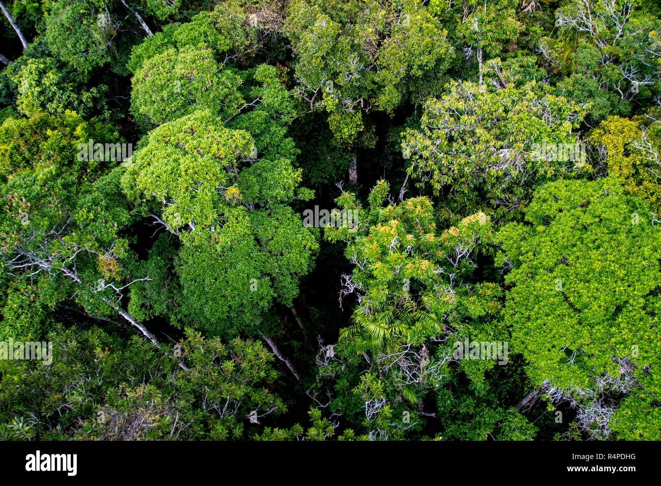 Dark moody tropical rainforest viewed from above Stock Photo
