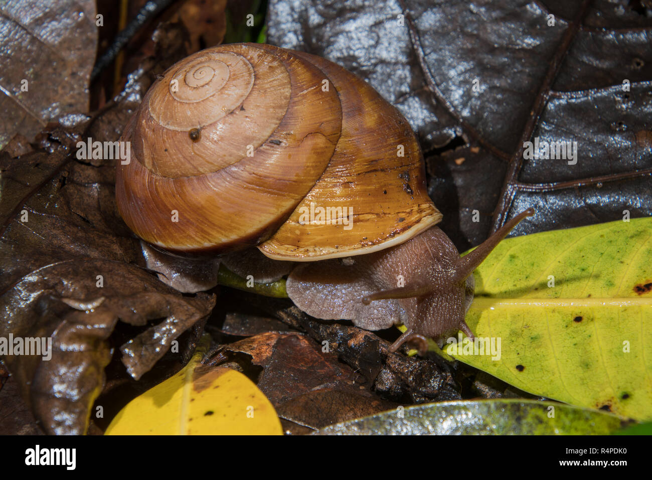 Giant land snail in Australian rainforest with small snail on its back Stock Photo