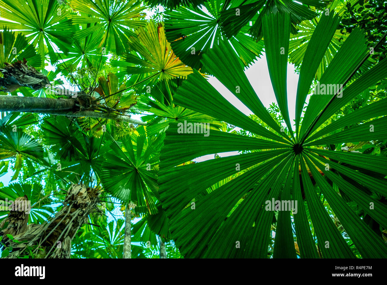 View upward through dense green licuala palm forest in the Daintree national park, Queensland, Australia Stock Photo