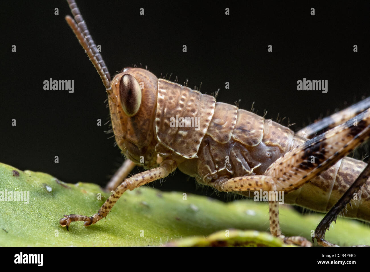 Close up portrait of a juvenile grasshopper Stock Photo