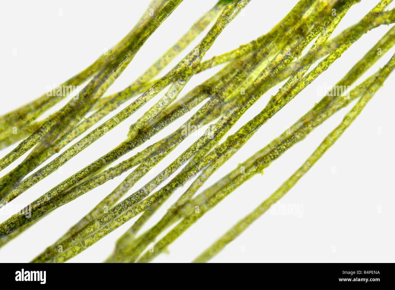 microscopic zygnema algae detail Stock Photo Alamy