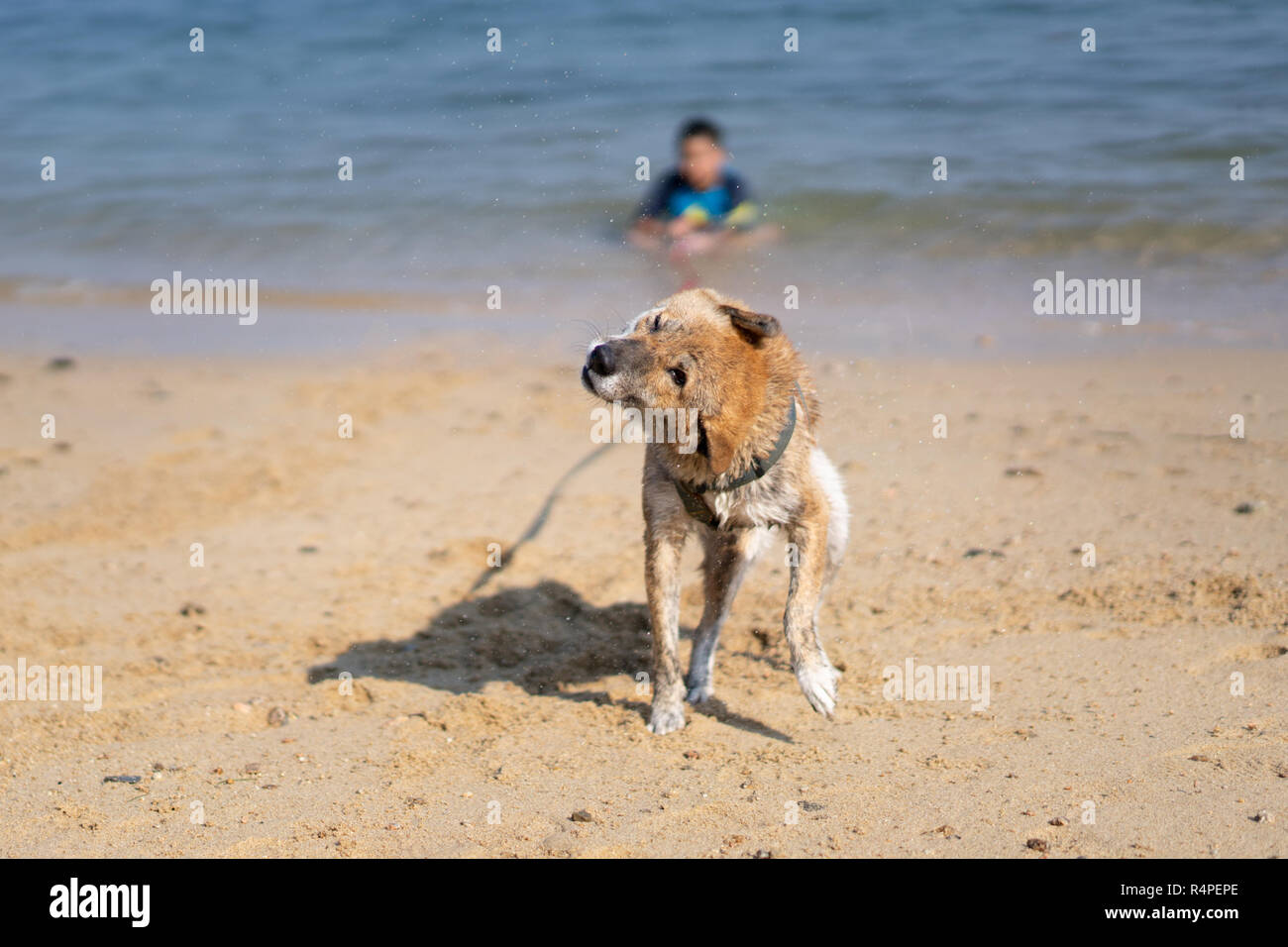 Swimming Shiba Inu and Kids in Sea Stock Photo Alamy