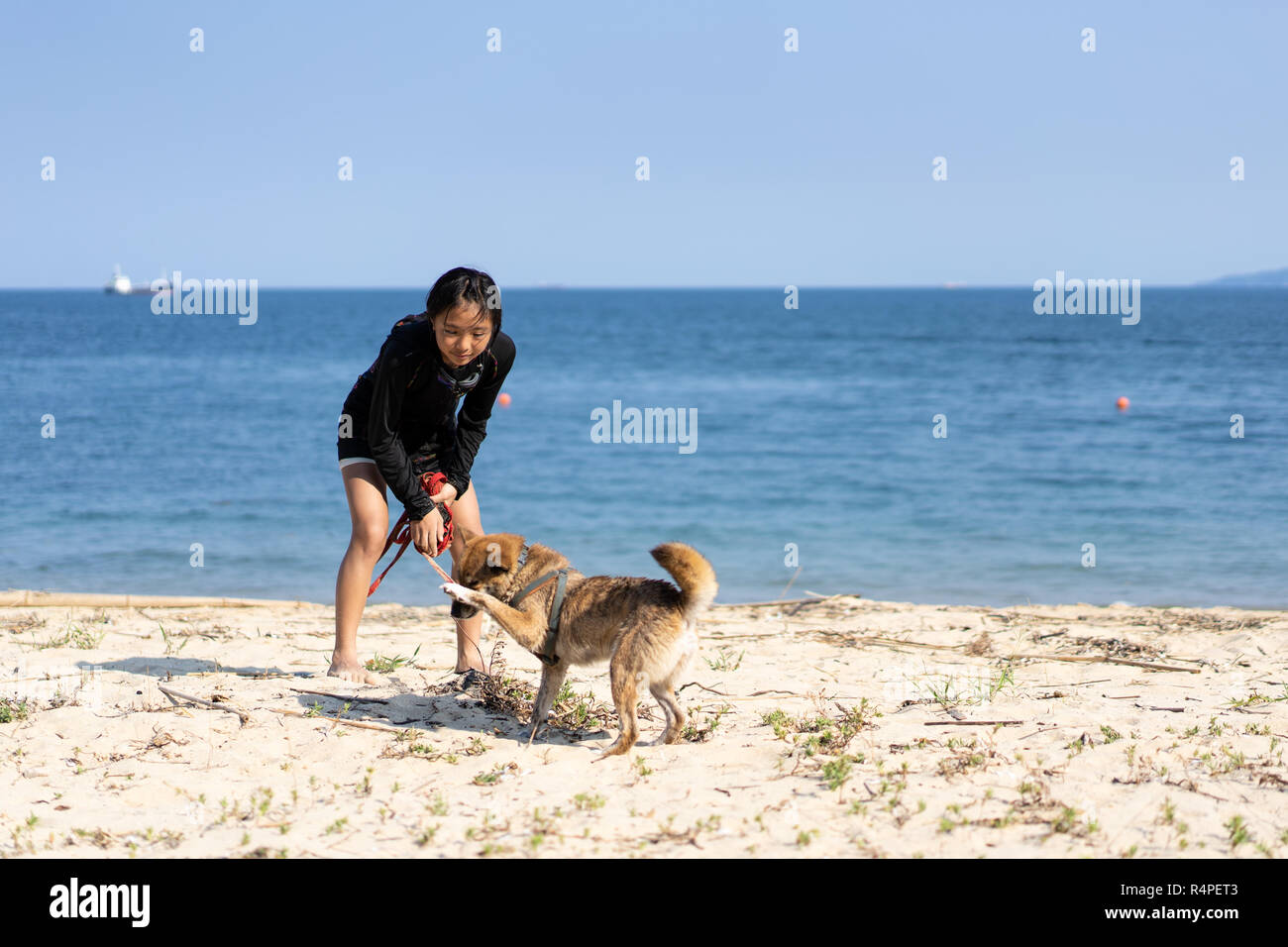 shiba inu with kids