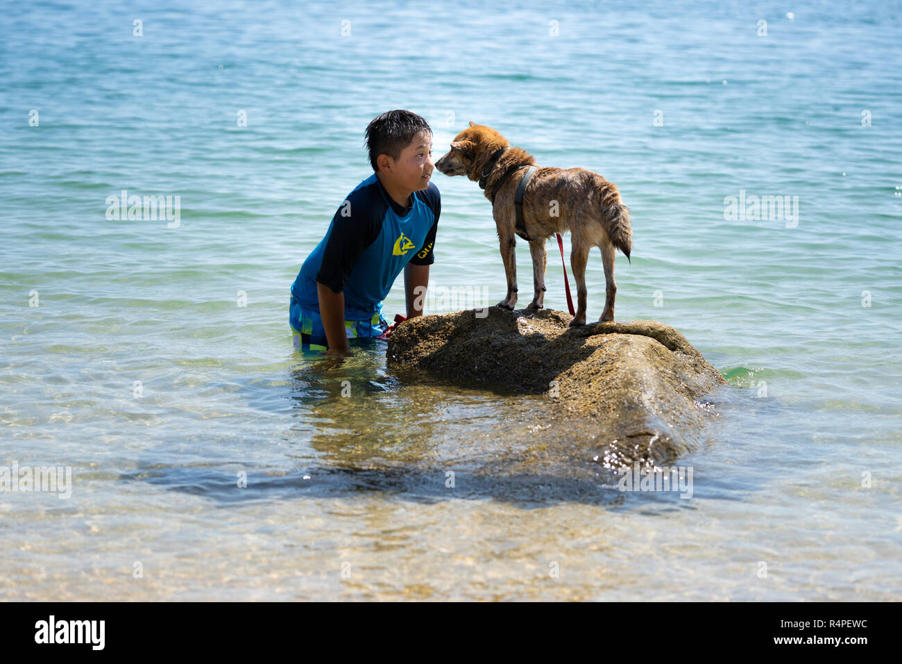 are shiba inus good with kids