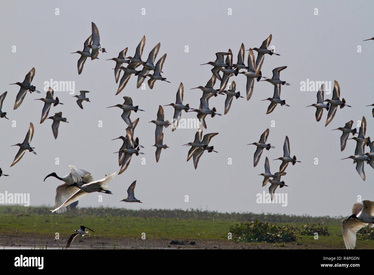 Flock of migratory birds at Baikka Beel Sanctuary. It is a wildlife sanctuary in the Hail Haor wetlands near Srimangal. Moulvibazar, Bangladesh. Stock Photo