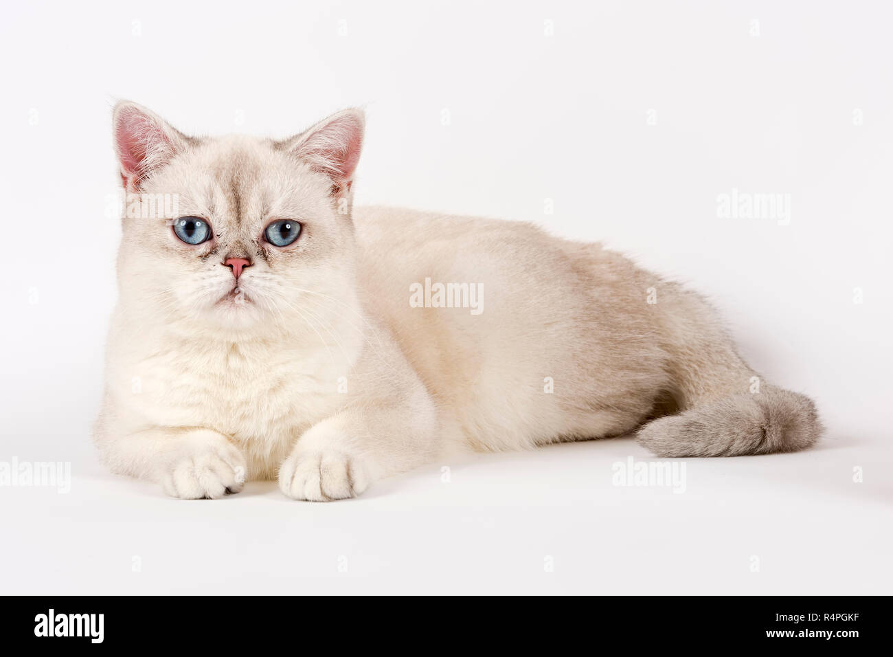 cat british shorthair 14521 Stock Photo