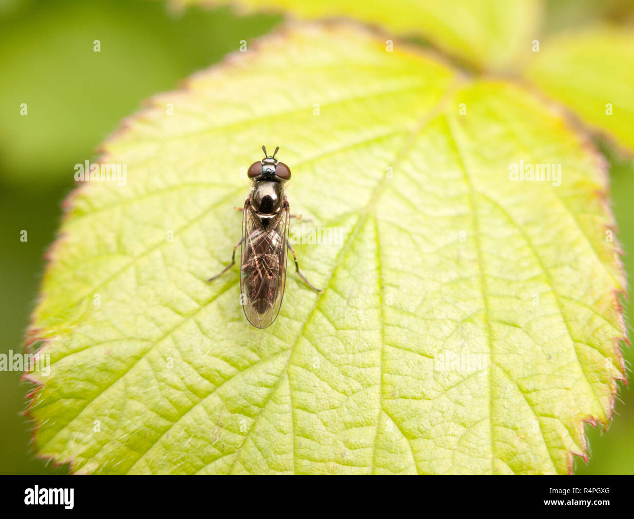 a small black fly with body wings and big eyes and antenna in clear sharp focus resting upon a leaf in the forest Stock Photo