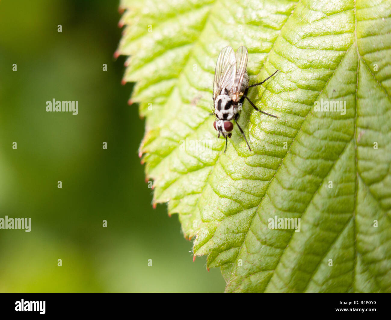 a fly close up on a leaf resting still macro Stock Photo