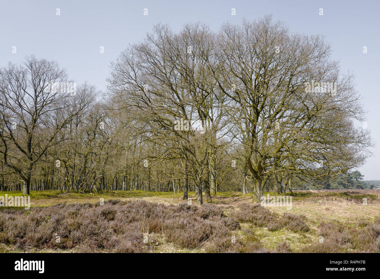 Heathland with oak trees in the Nationaal Park Hoge Veluwe, Netherlands. Stock Photo