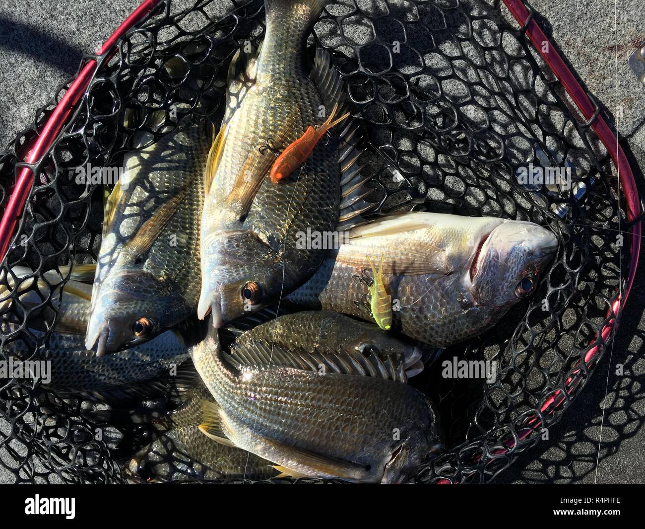 Fresh tilapia fish in net after fishing Stock Photo Alamy