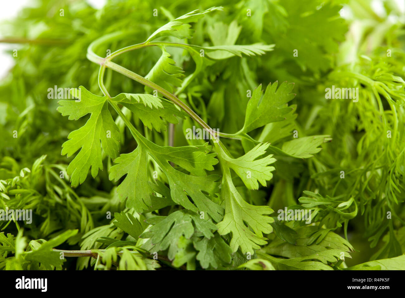 Coriander (Coriandrum sativum Stock Photo Alamy
