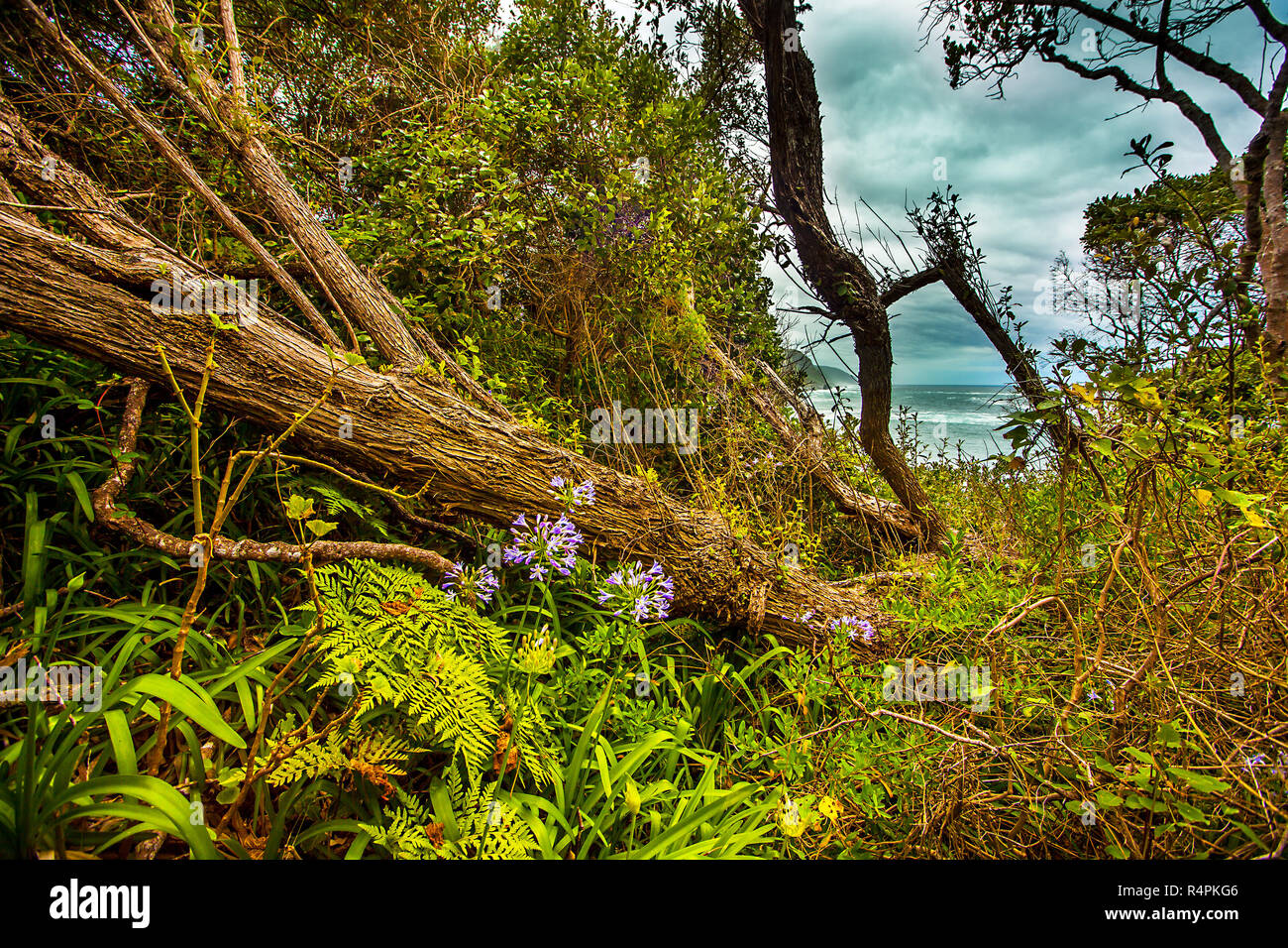 primeval forest in tsitsikamma national park south africa Stock Photo