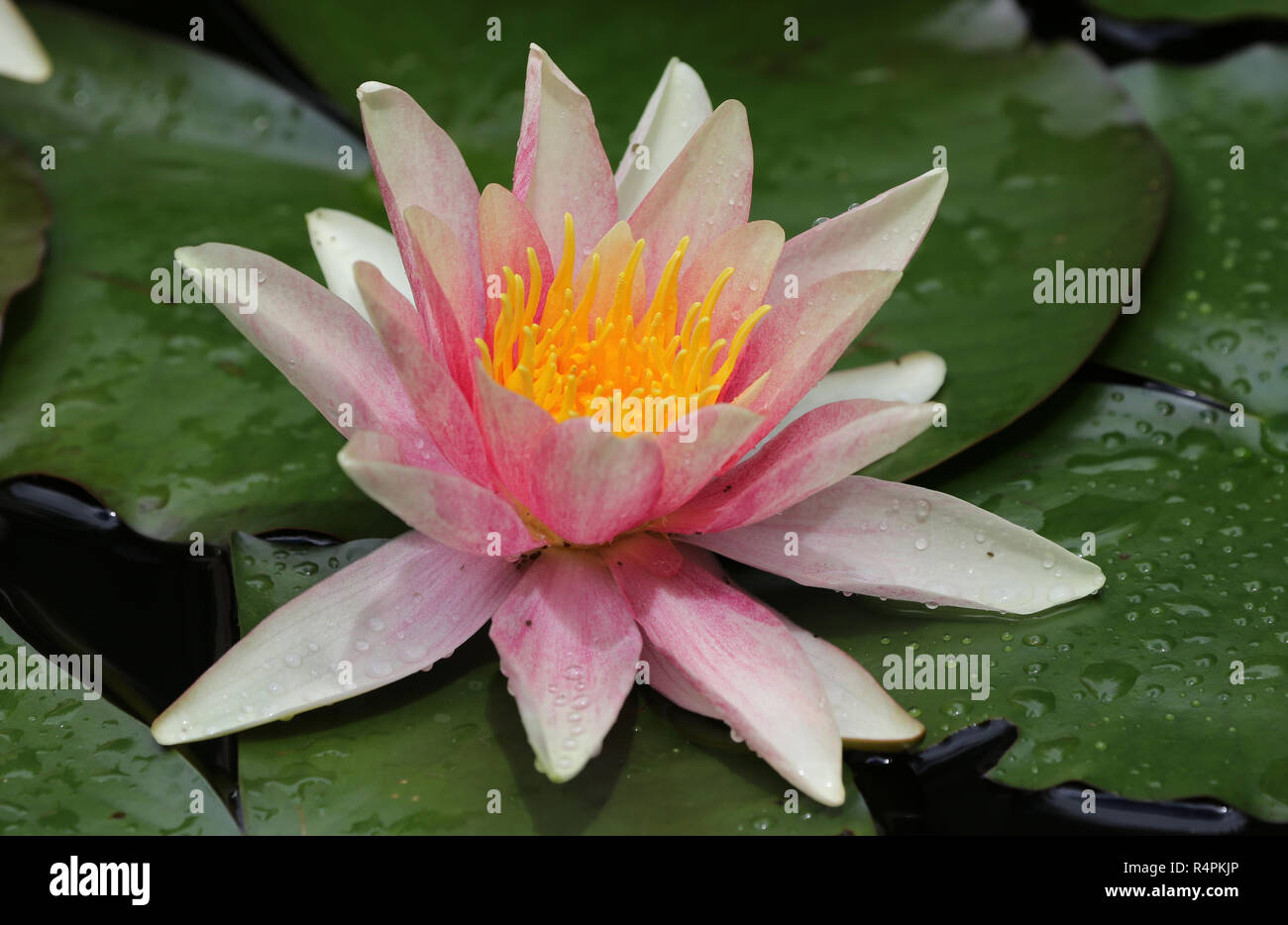 water lilies Stock Photo