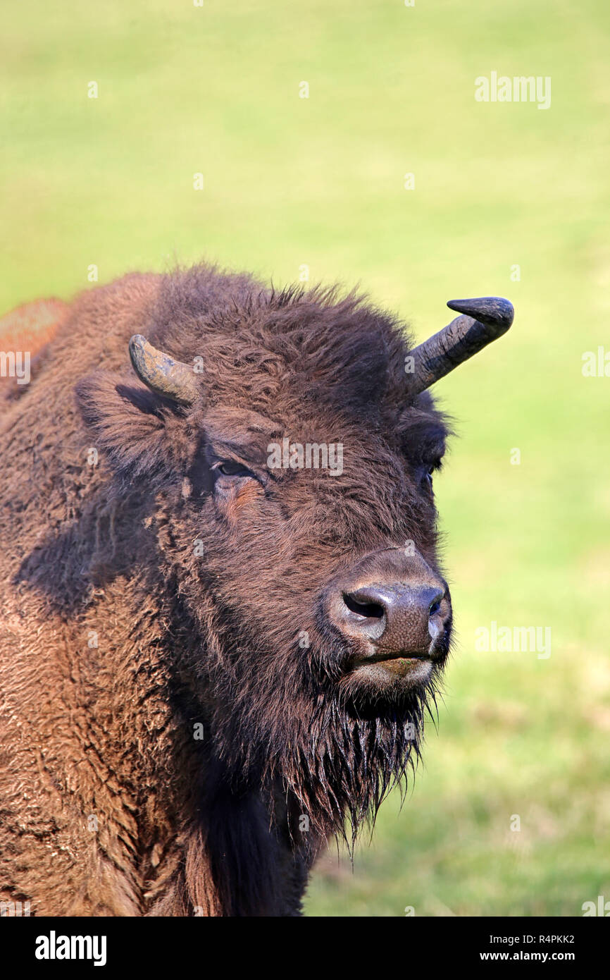 head study european wisent Stock Photo - Alamy