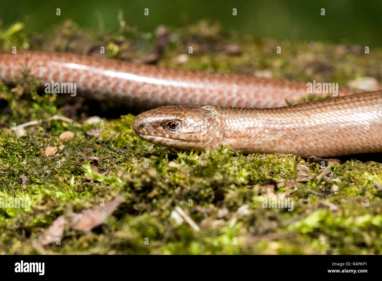 Slow worm (Anguis colchica) from Czech Republic. Stock Photo