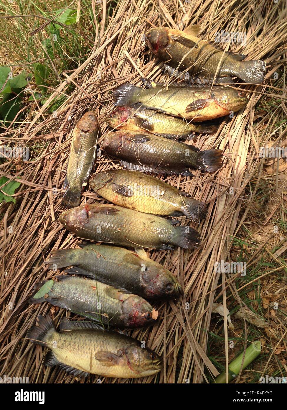 Tilapia fish on dried hay Stock Photo Alamy