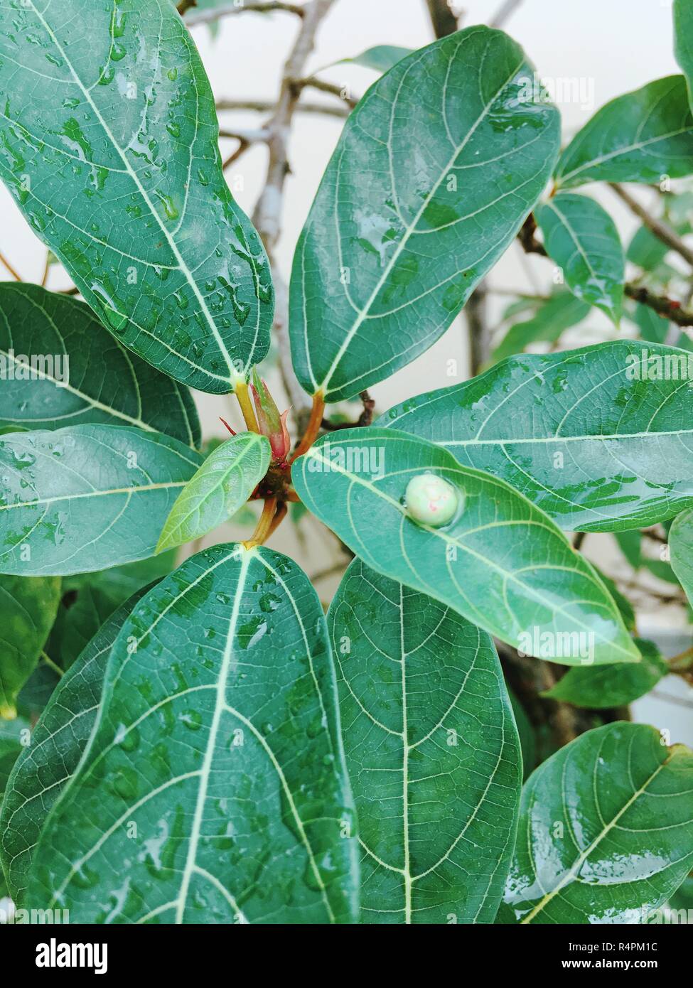 Green Fig leaves in garden Stock Photo Alamy