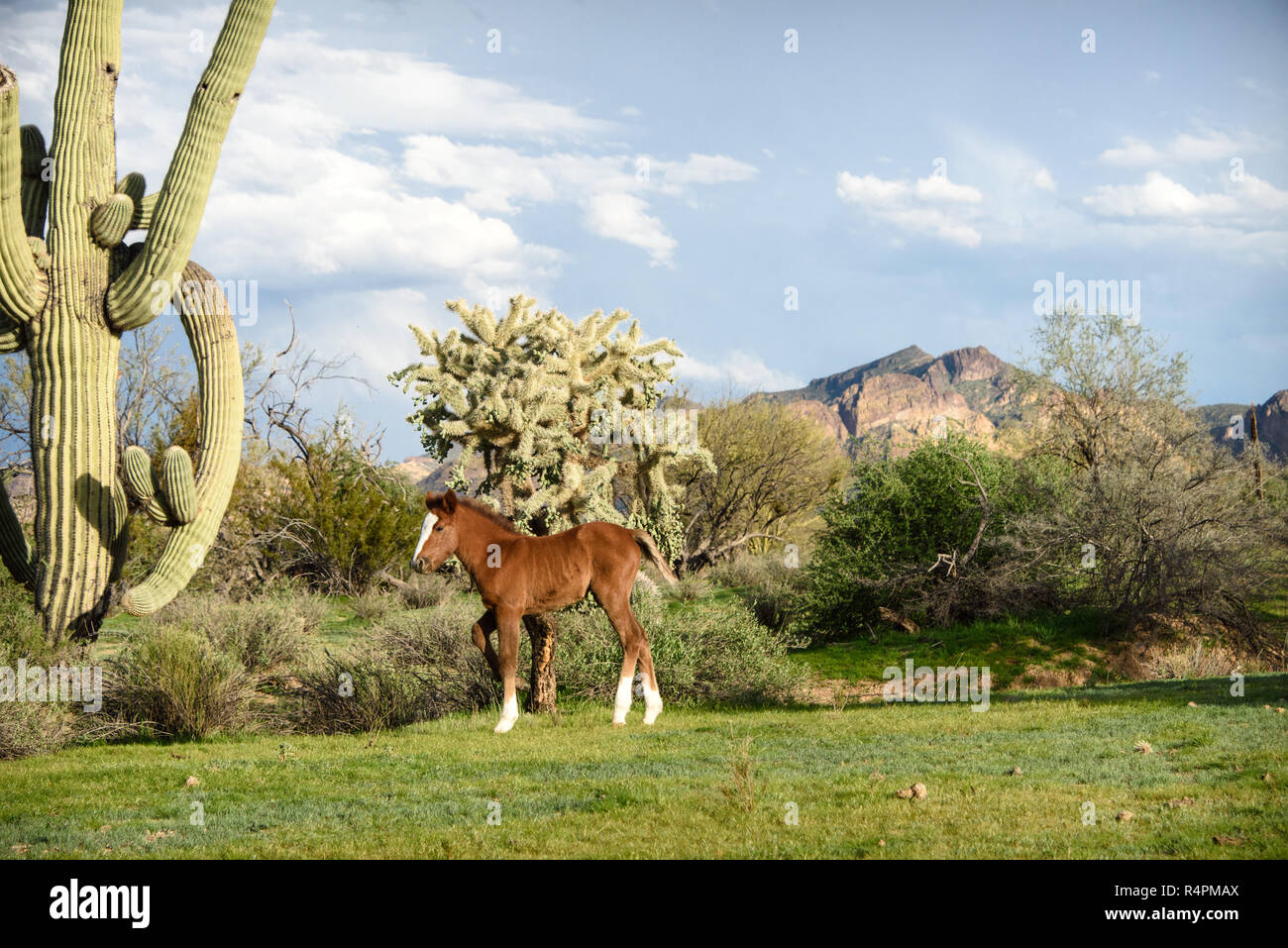 young, wild, chestnut, colt, foal, standing in the Sonoran desert