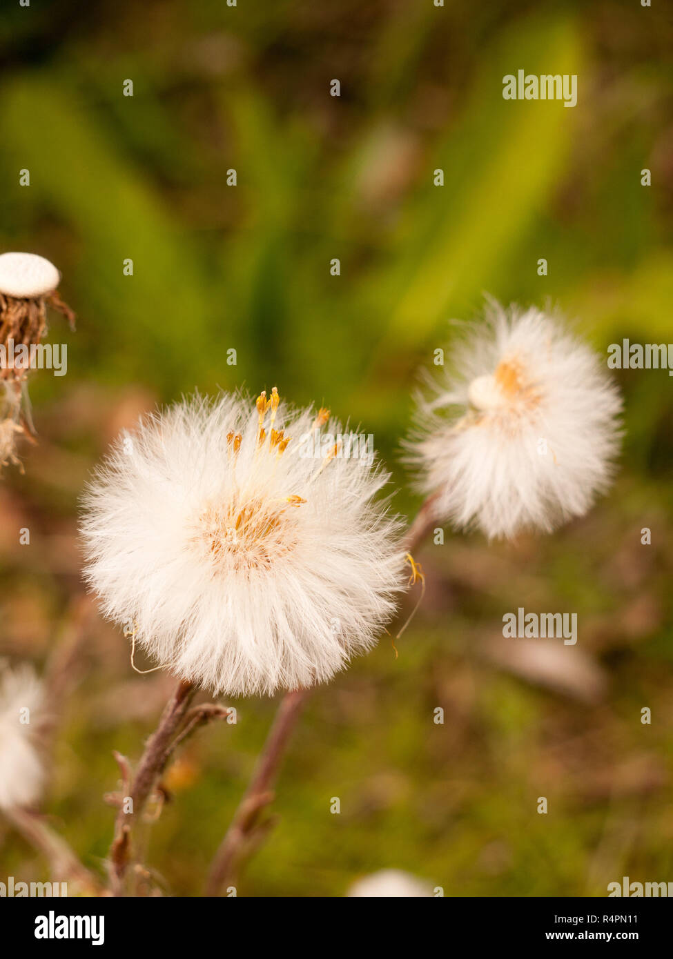 Backdrop of dandelion heads hires stock photography and images Alamy