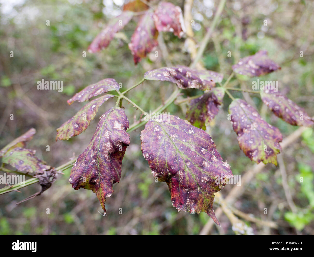 Purple Dead Leaves with Disease and Spots Stock Photo