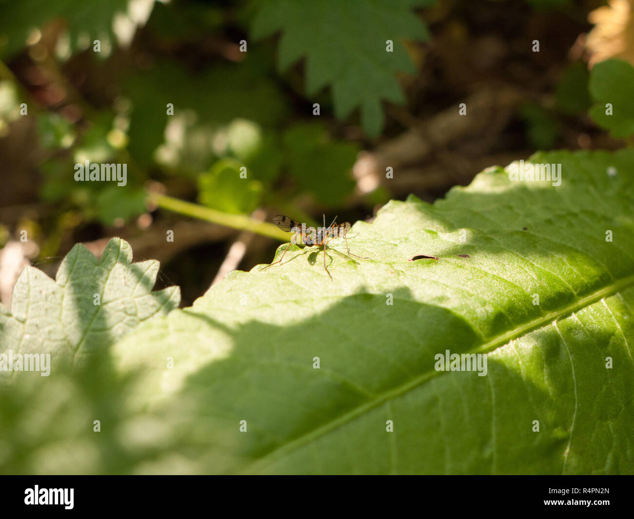 a winged flying insect large macro resting upon a forest leaf Stock Photo