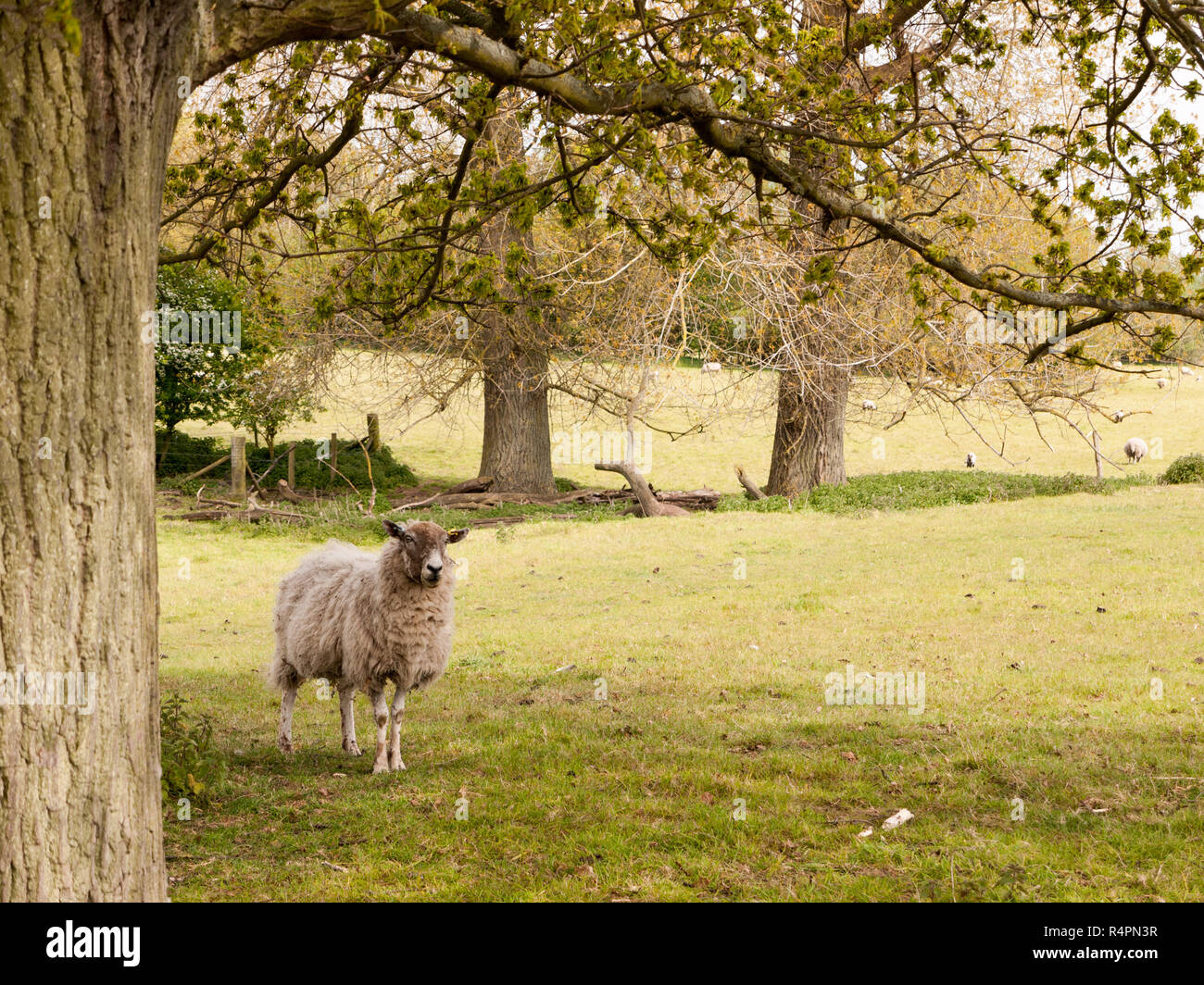 a sheep in the shade under a tree in a green field in spring Stock Photo