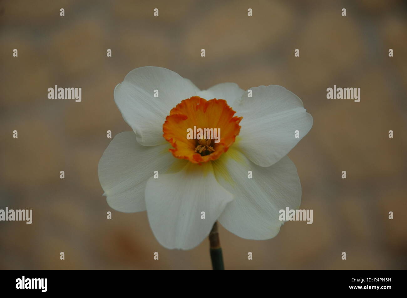 easter bell in spain Stock Photo Alamy