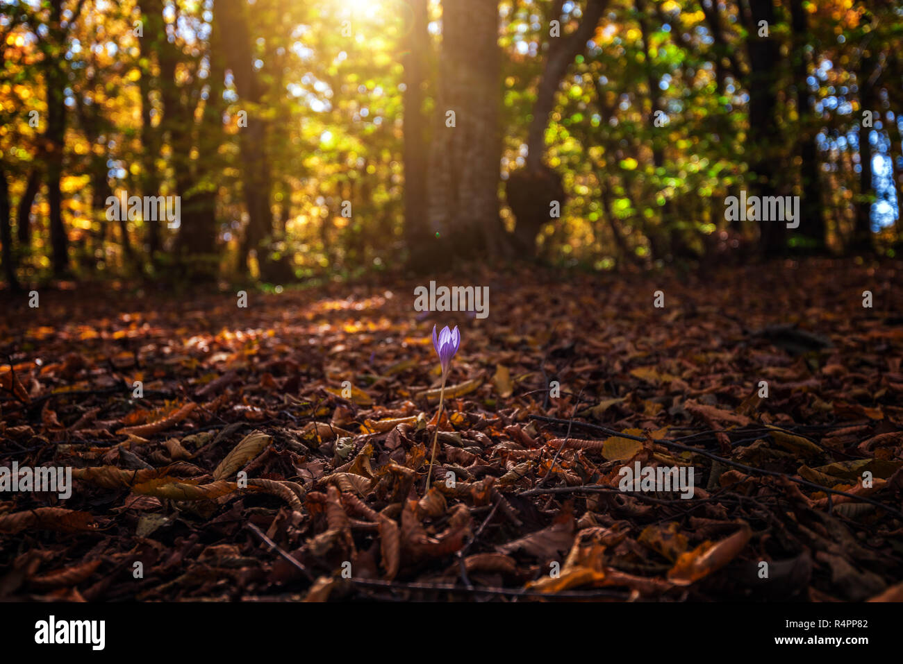 Colorful autumn forest landscape Stock Photo - Alamy