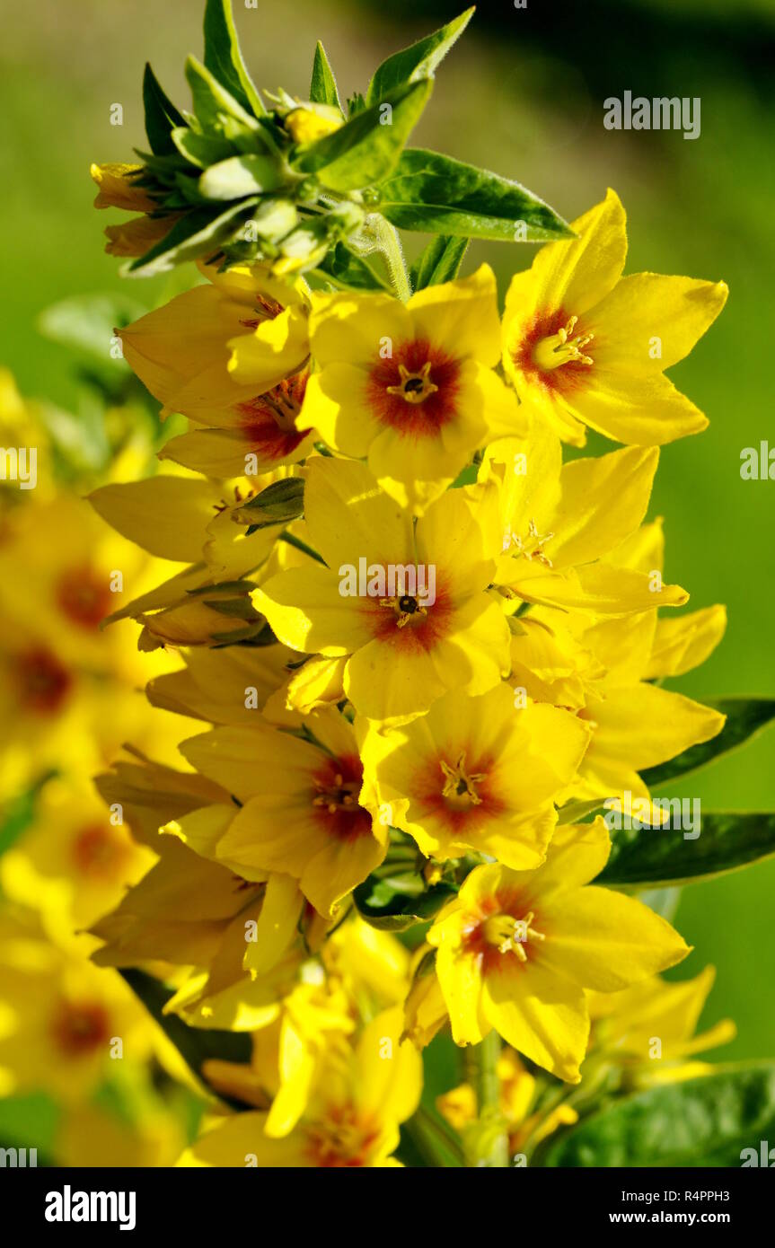 Garden yellow loosestrife Lysimachia vulgaris Stock Photo