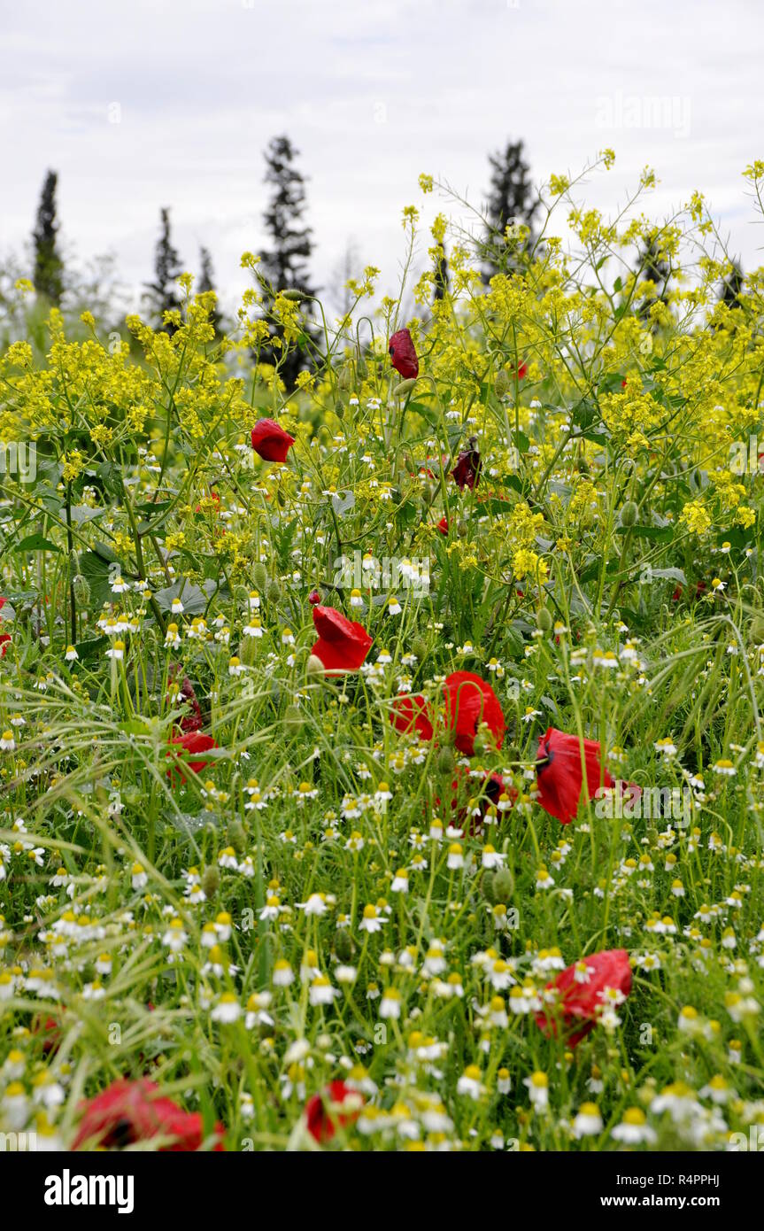 Large field of wild flowers Stock Photo