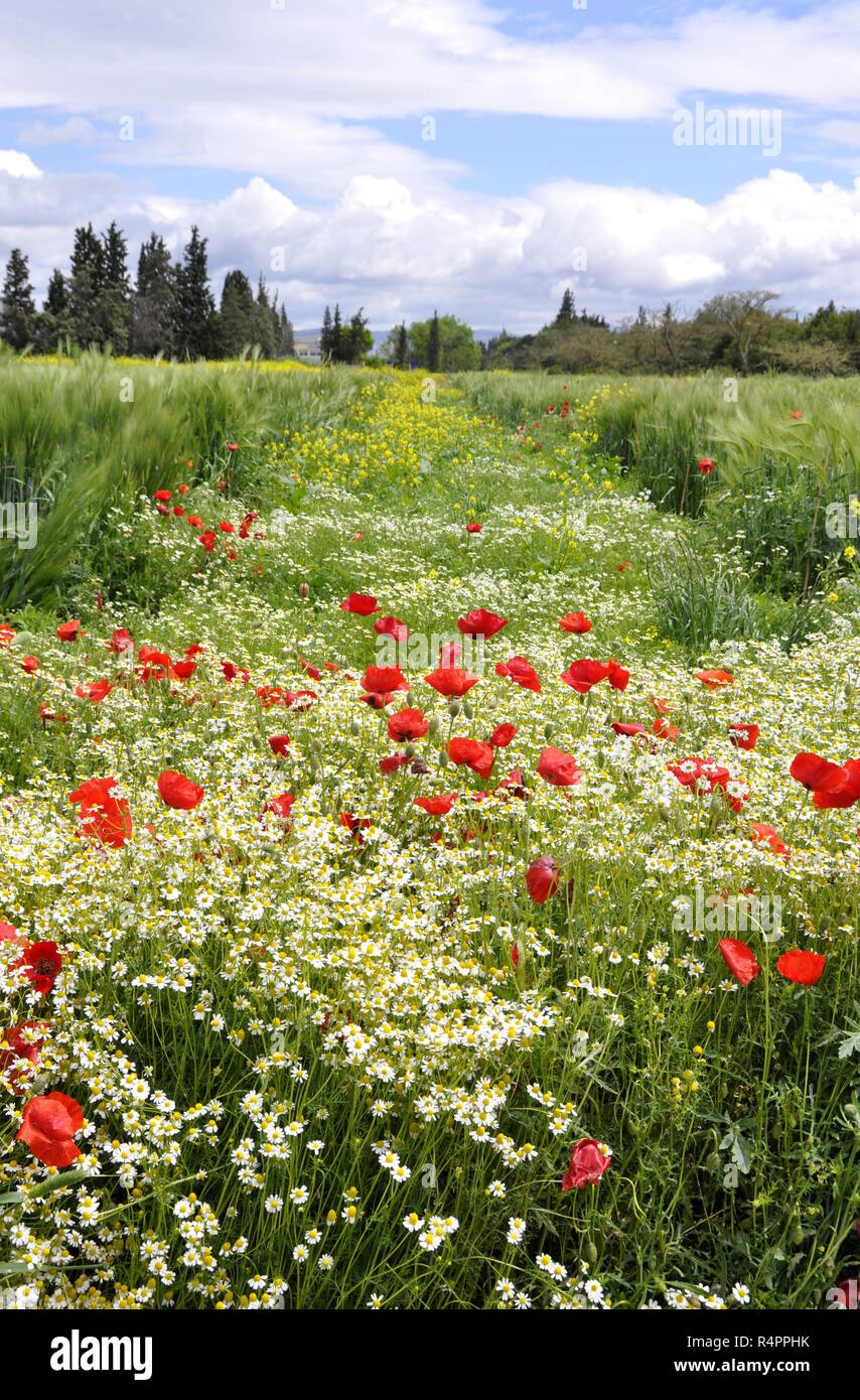 Large field of wild flowers Stock Photo