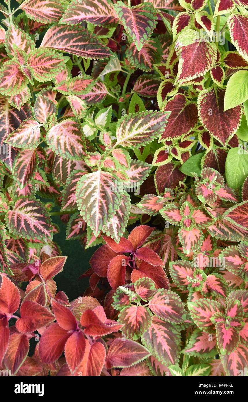 Closeup on the multicolored leaves  from different Coleus painted nettle plants growing together Stock Photo