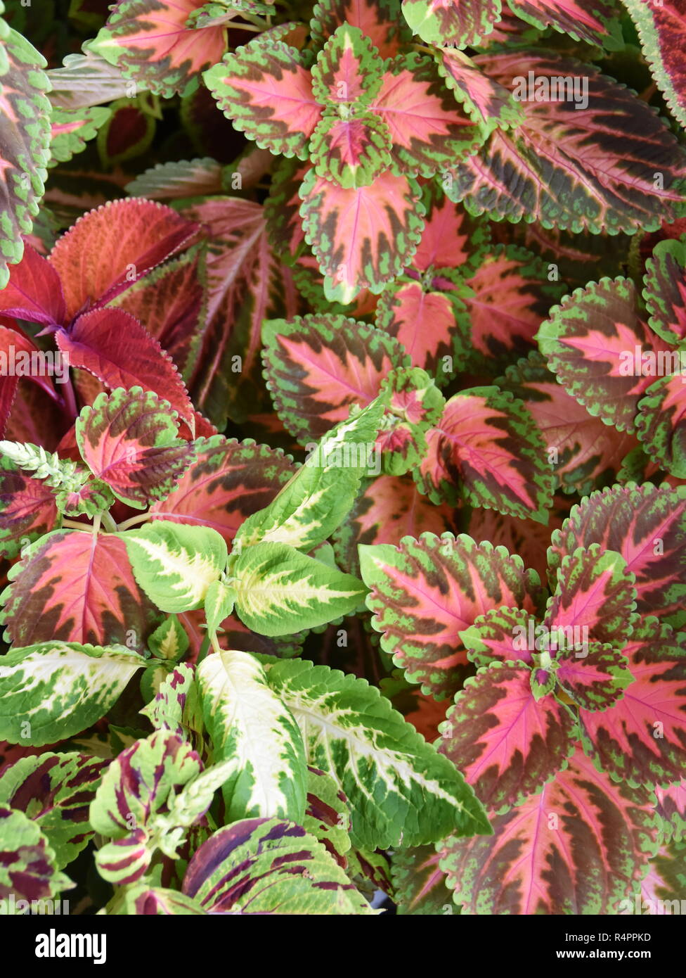 Closeup on the multicolored leaves  from different Coleus painted nettle plants growing together Stock Photo