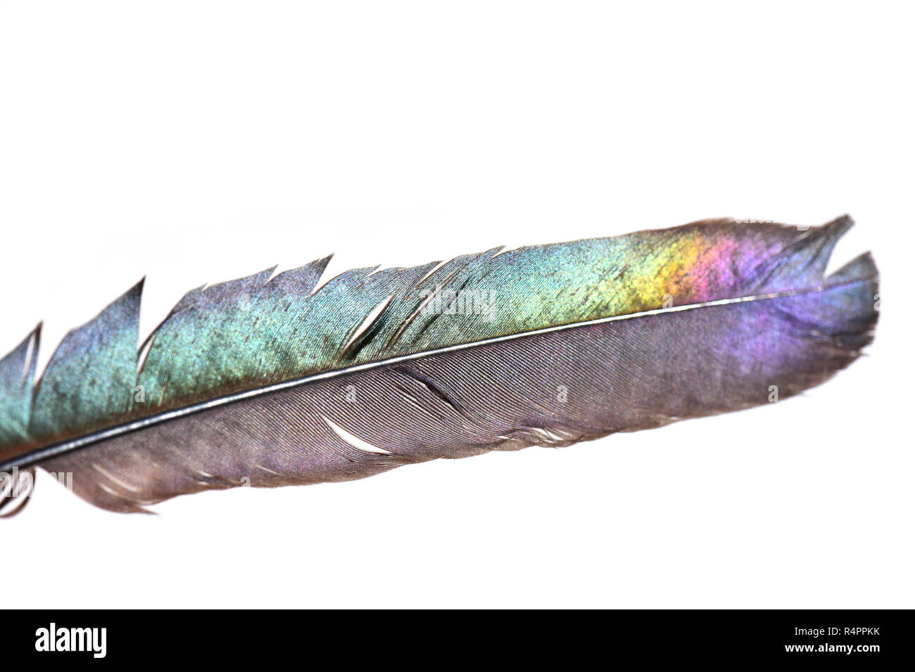 Shiny colorful feather from magpie bird isolated on white background Stock Photo