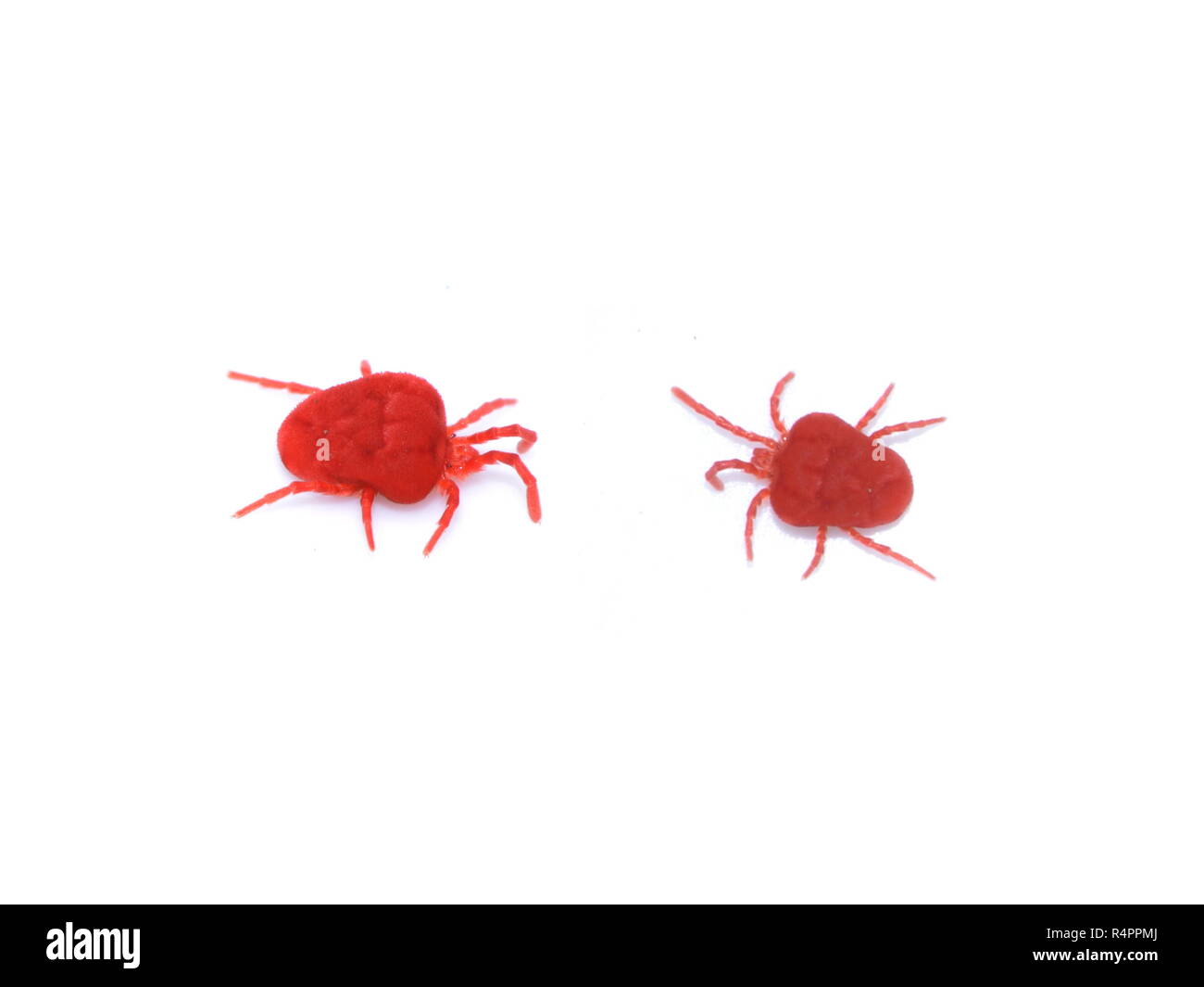 Red velvet mites isolated on white background Stock Photo