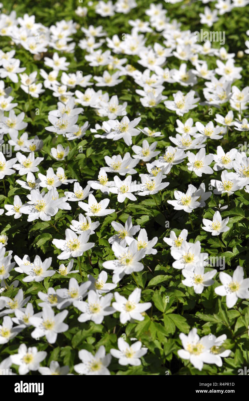 Field of Anemone nemorosa windflower Stock Photo