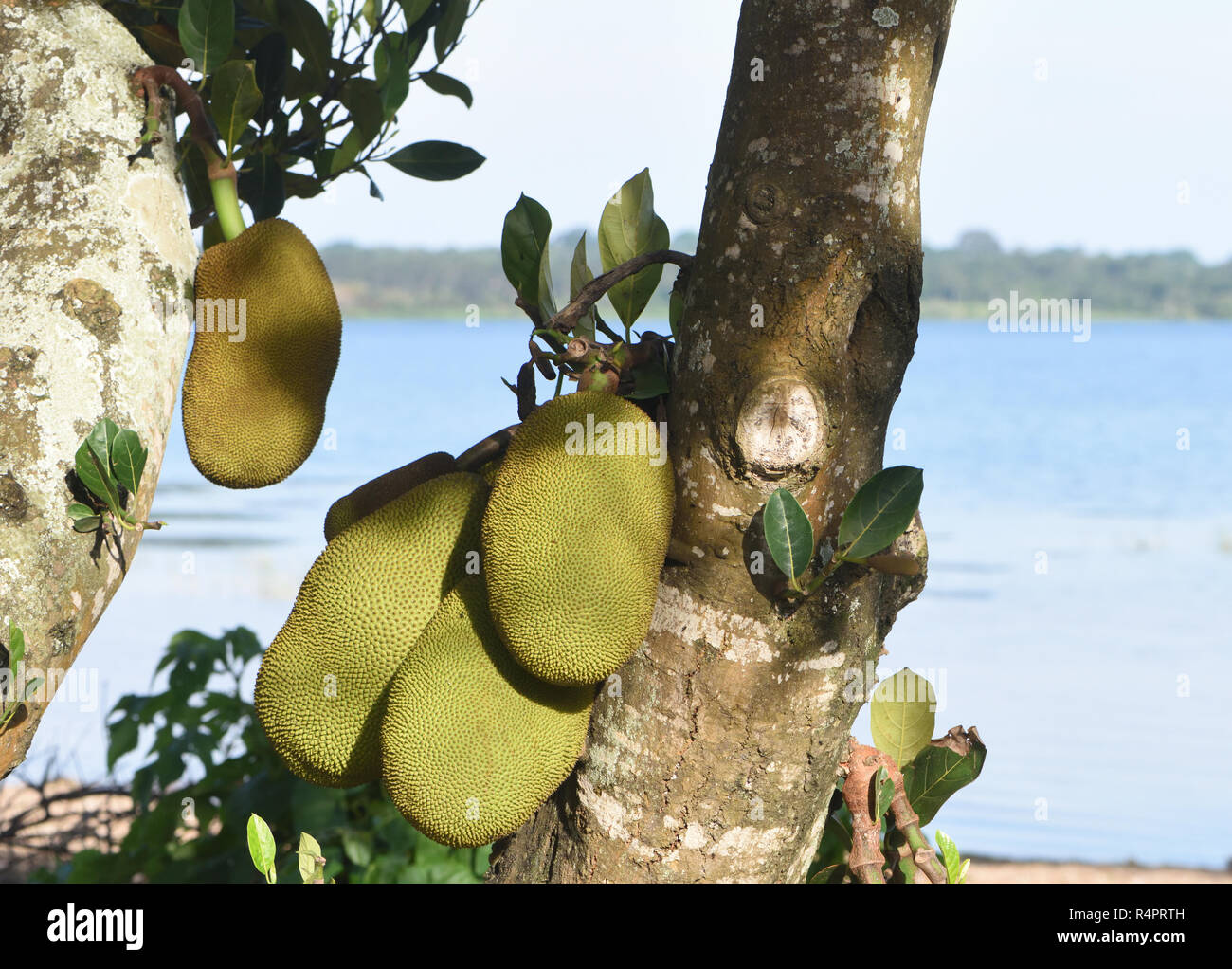 Jackfruit (Artocarpus heterophyllus) grow beside Lake Victoria. Entebbe, Uganda. Stock Photo