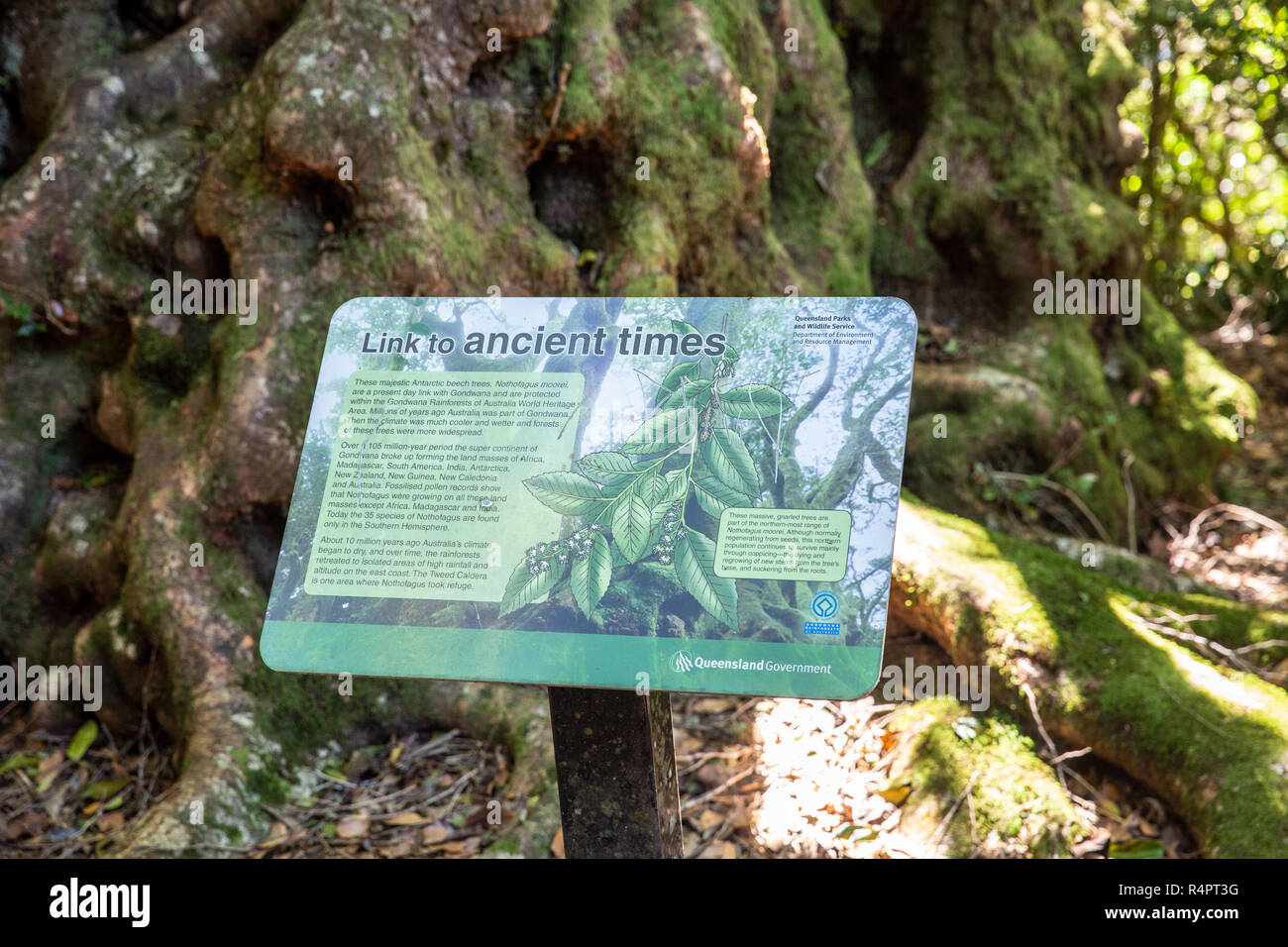 Sign for the Antarctic trees from ancient times in Springbrook national park,Queensland,Australia Stock Photo