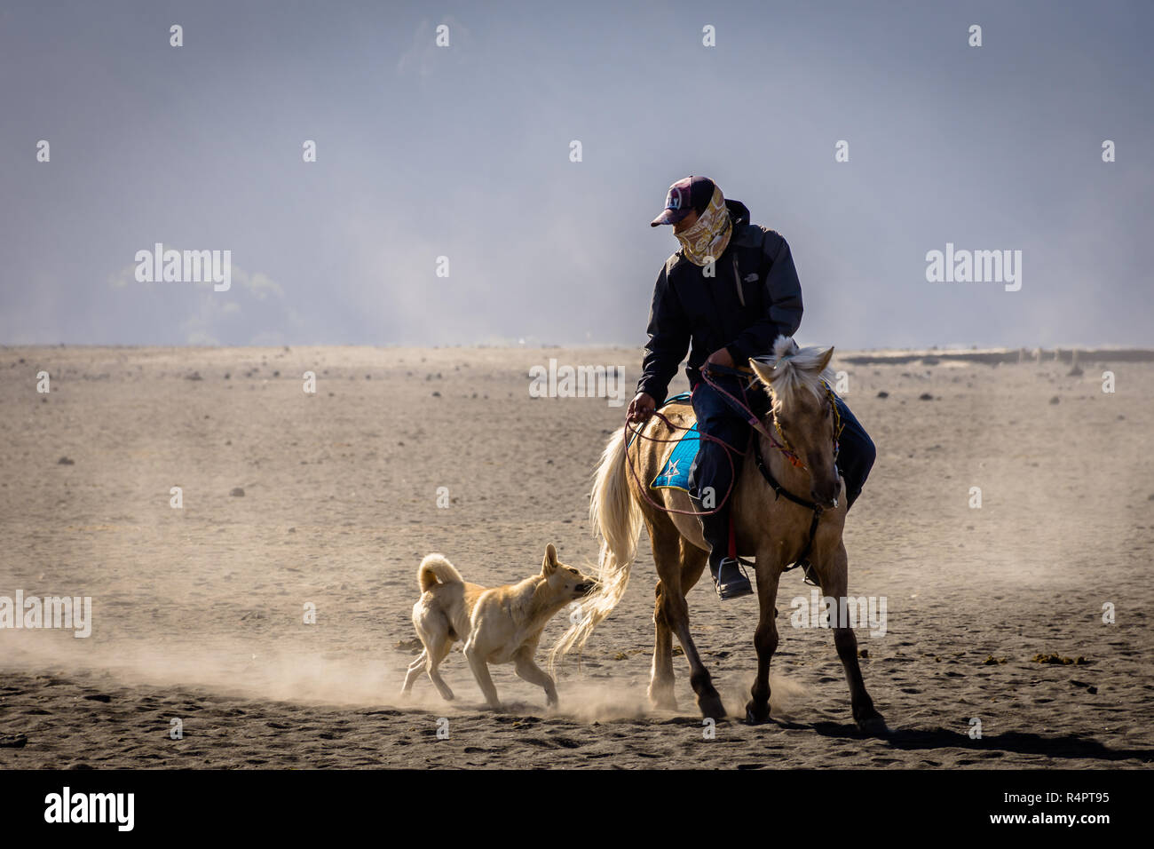 Bromo, Indonesia - June 15th, 2018 : A dog chases and bites the horse tail of a horse rider at Bromo Stock Photo